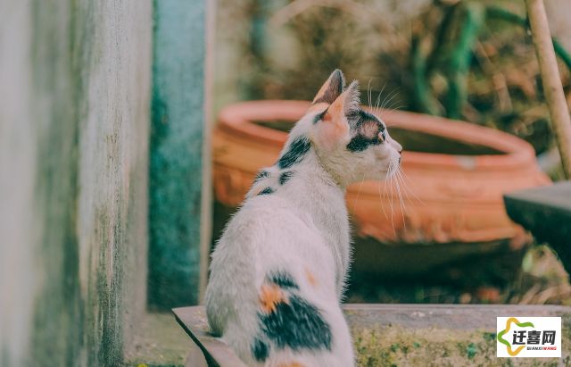 (拆弹猫玩法)拆弹猫：揭秘专业排雷队伍的紧张刺激与生死较量