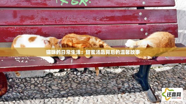 猫咪的日常生活：甜蜜汤匙背后的温馨故事